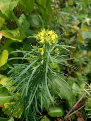 Euphorbia cyparissias