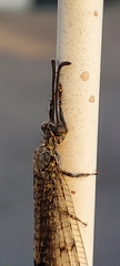Distoleon tetragrammicus