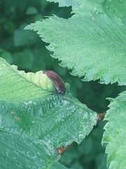 Hormaphis hamamelidis
