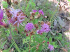 Vernonia texana
