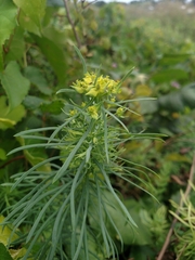Euphorbia cyparissias