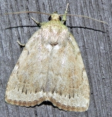 Amphipyra glabella