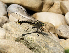 Gomphurus crassus