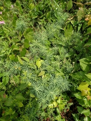 Euphorbia cyparissias