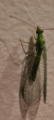 Chrysopini