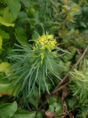 Euphorbia cyparissias