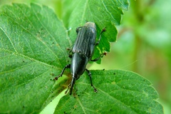 Odoiporus longicollis