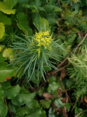 Euphorbia cyparissias