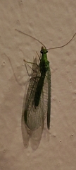 Chrysopini