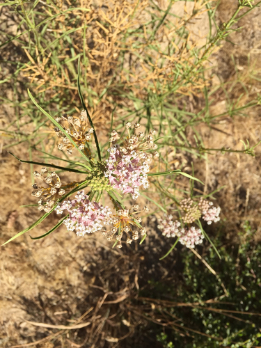iNaturalist observation photo of narrowleaf milkweed