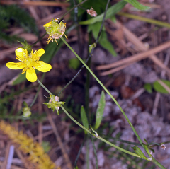 Ranunculus occidentalis occidentalis
