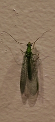 Chrysopini