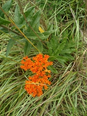 Asclepias tuberosa