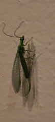 Chrysopini