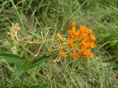 Asclepias tuberosa