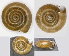 Bathyomphalus contortus