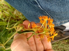 Asclepias tuberosa