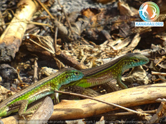 Cnemidophorus ruatanus