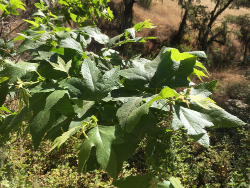 iNaturalist observation photo of western sycamore