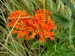 Asclepias tuberosa