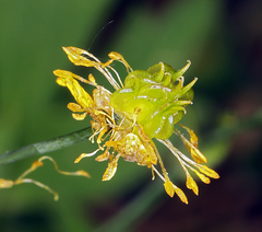 Ranunculus occidentalis occidentalis