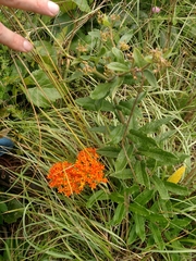 Asclepias tuberosa