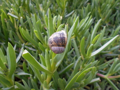 Cornu aspersum