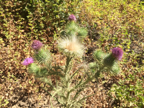 iNaturalist observation photo of Bull Thistle