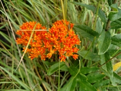 Asclepias tuberosa