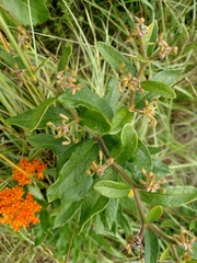 Asclepias tuberosa