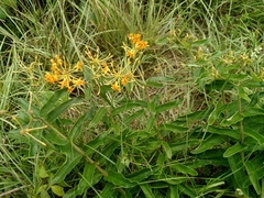Asclepias tuberosa