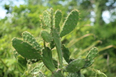Opuntia inaperta
