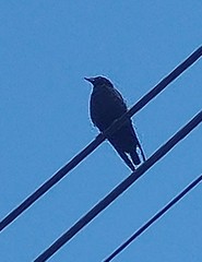 Corvus brachyrhynchos