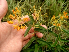 Asclepias tuberosa
