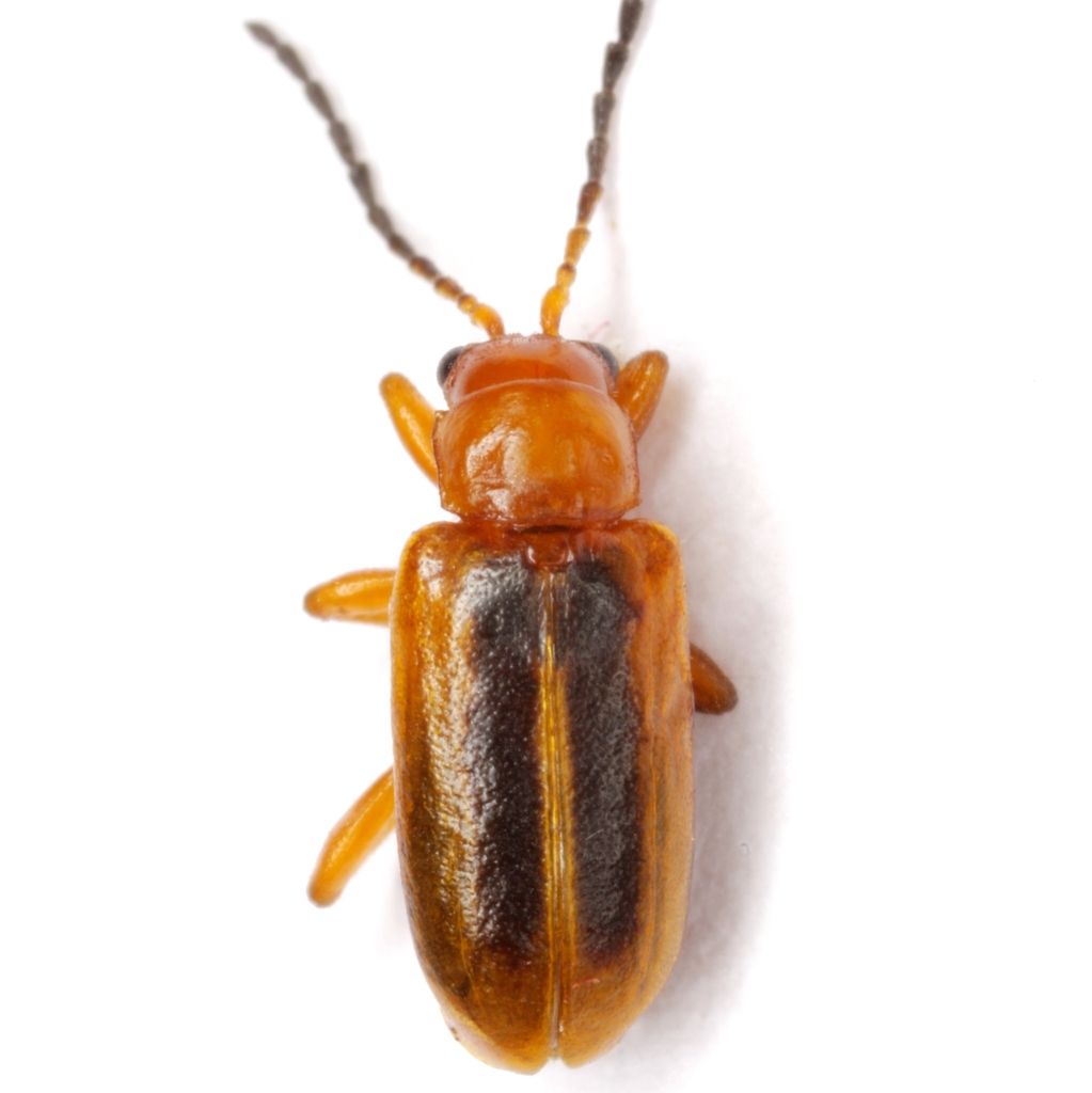 Phyllobrotica lengi