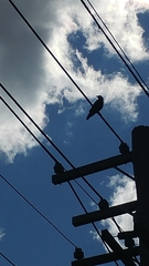 Corvus brachyrhynchos