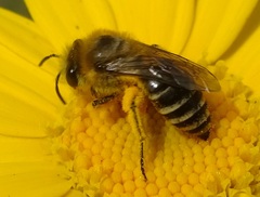 Colletes daviesanus