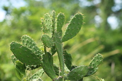 Opuntia inaperta
