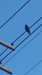 Corvus brachyrhynchos