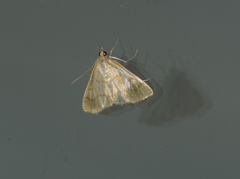 Helvibotys helvialis