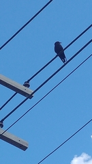 Corvus brachyrhynchos