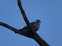 Columba palumbus