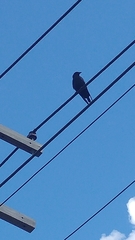 Corvus brachyrhynchos