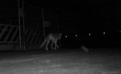 Vulpes vulpes japonica