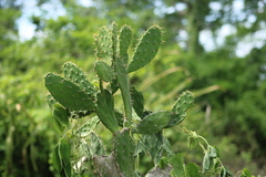 Opuntia inaperta