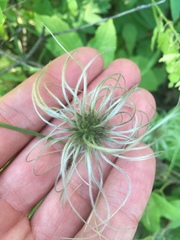 Clematis occidentalis