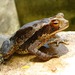 Central American Gulf Coast Toad - Photo (c) Jorge Armín Escalante-Pasos, some rights reserved (CC BY), uploaded by Jorge Armín Escalante-Pasos
