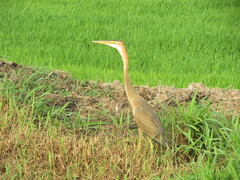 Ardea purpurea