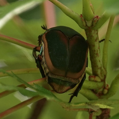 Cotinis nitida