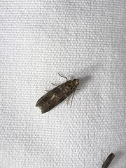 Sciota rubrisparsella